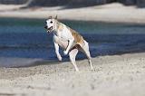 WHIPPET 199
